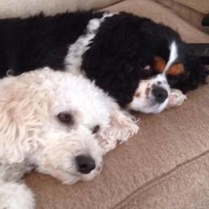 Meet your Posher, Rhonda